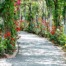 Pathway under trellises with blooming flowers